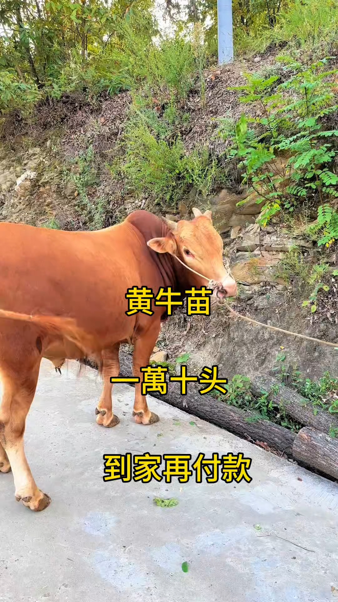 定州最新黄牛代办方法分析(最方便真实的定州黄牛代办网约车证方法)