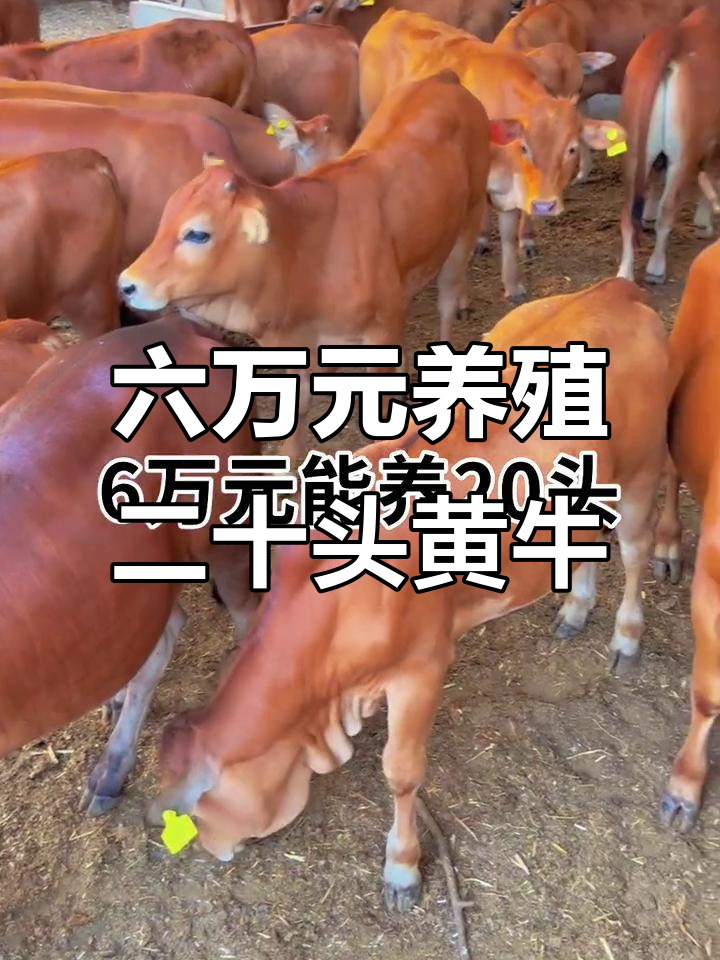 定州最新线上套医保的黄牛是真的吗方法分析(最方便真实的定州线上套医保的黄牛是真的吗能报销吗方法)